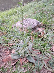 Pseudelephantopus spicatus