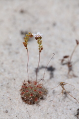 Drosera minutiflora