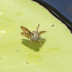 Parnara amalia