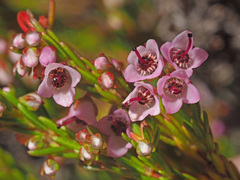 Orophanes