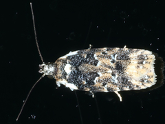 Ardozyga sodalisella