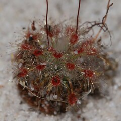 Drosera minutiflora