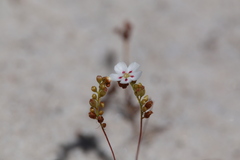 Drosera minutiflora