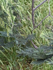 Acacia dealbata subalpina