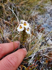 Euphrasia monroi