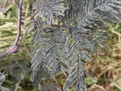 Acacia dealbata subalpina