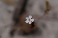 Drosera minutiflora