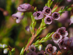 Orophanes