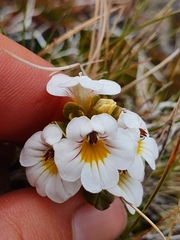 Euphrasia monroi