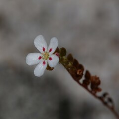 Drosera minutiflora