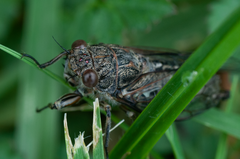 Cicadomorpha