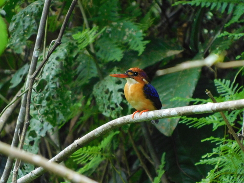 iNaturalist image