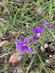 Scaevola ramosissima