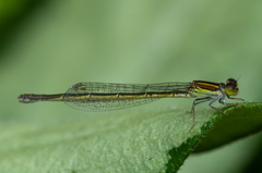 Ischnura aurora aurora