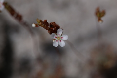 Drosera minutiflora