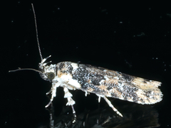 Ardozyga sodalisella