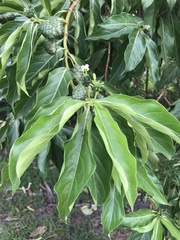 Morinda citrifolia