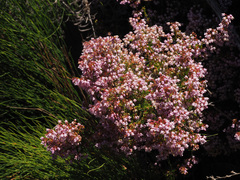 Orophanes