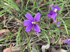 Scaevola ramosissima
