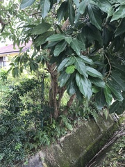 Morinda citrifolia