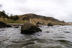 Phalacrocorax varius hypoleucos