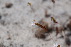 Drosera minutiflora