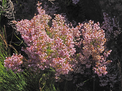 Orophanes