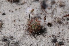 Drosera minutiflora