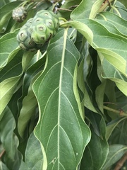 Morinda citrifolia