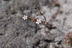 Drosera minutiflora