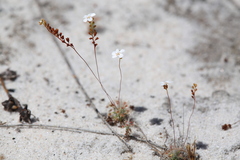 Drosera minutiflora