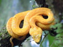 Bothriechis schlegelii