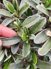 Brachyglottis adamsii