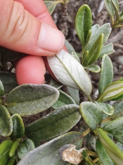 Brachyglottis adamsii