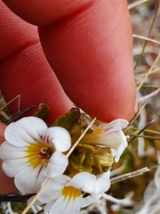 Euphrasia monroi