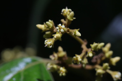 Parsonsia fulva