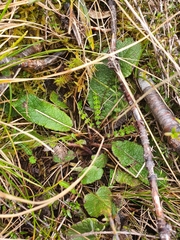 Brachyglottis lagopus