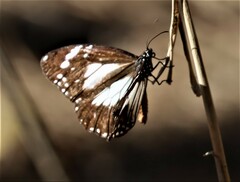 Danaus affinis