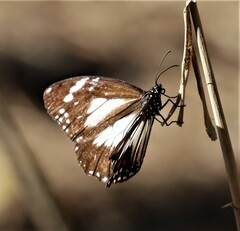 Danaus affinis