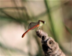 Ceriagrion aeruginosum