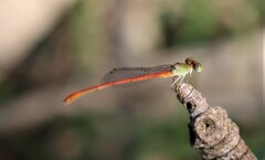 Ceriagrion aeruginosum