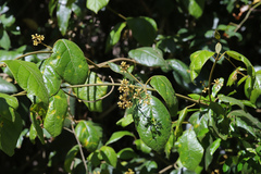 Parsonsia fulva
