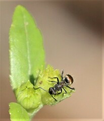 Polyrhachis aurea