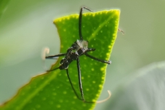 Harpactorini