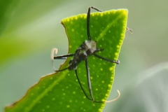 Harpactorini
