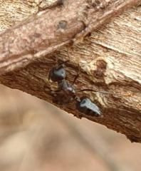 Crematogaster