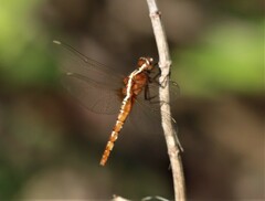 Rhodothemis lieftincki