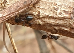 Crematogaster