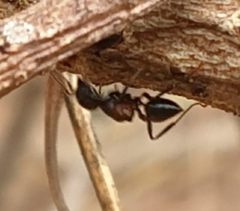 Crematogaster