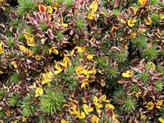 Pultenaea canaliculata
